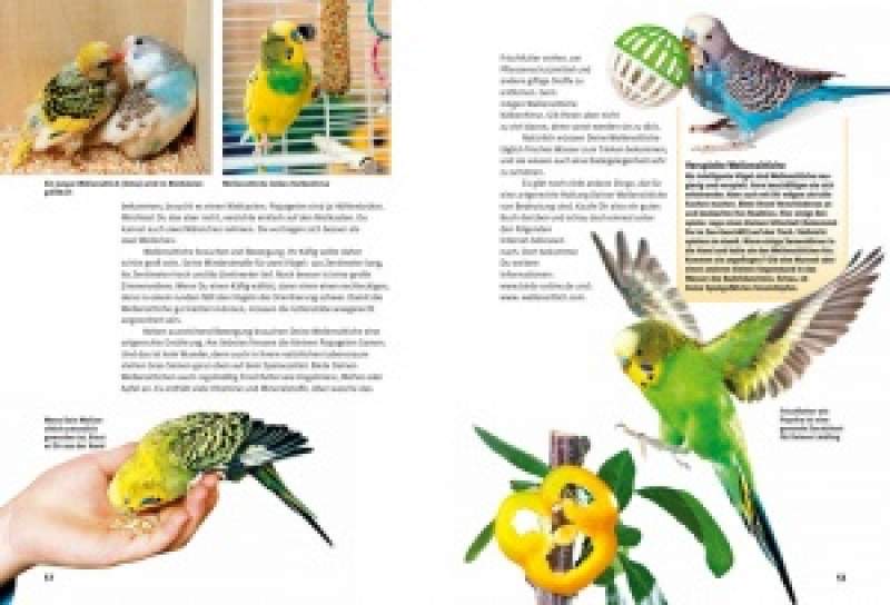 Preview: Entdecke die Papageien